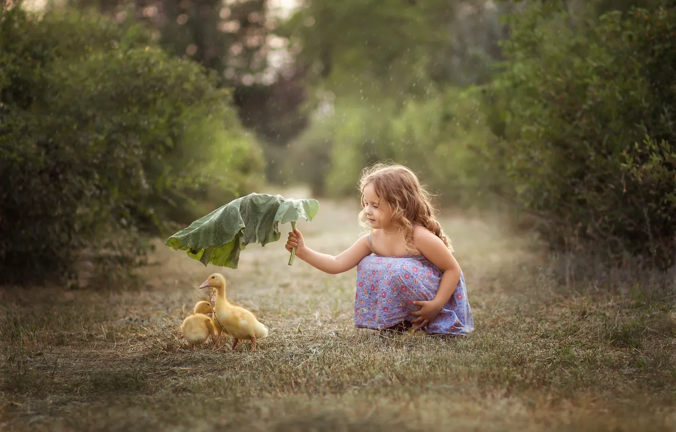 Фото обои лист, дождь, девочка, птенцы, гусята, лапух
