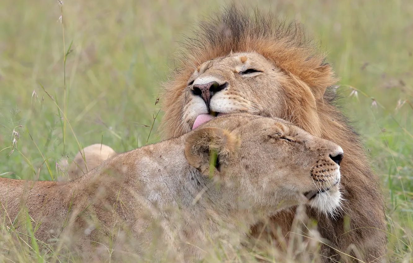 Фото обои любовь, чувства, лев, love, львица, lion, lioness, feelings