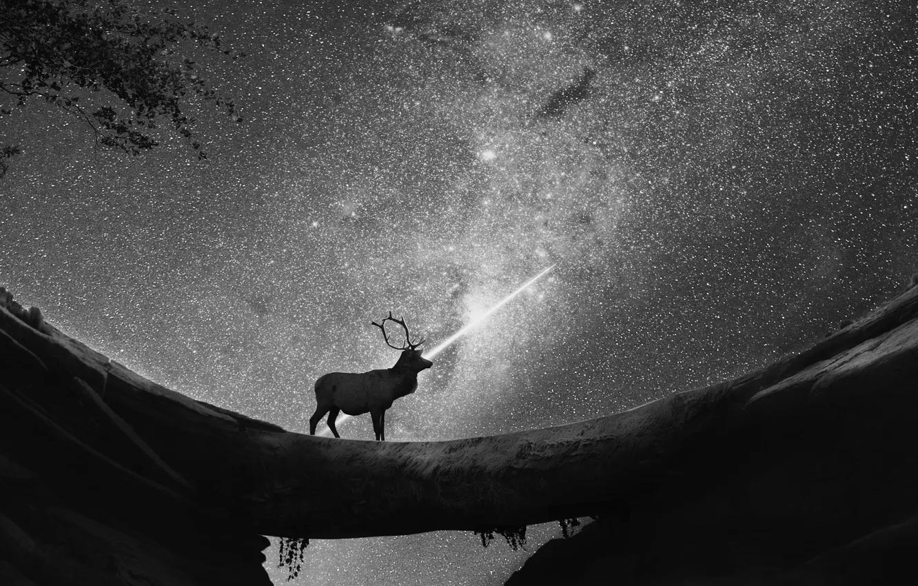 Фото обои ночь, олень, звездное небо