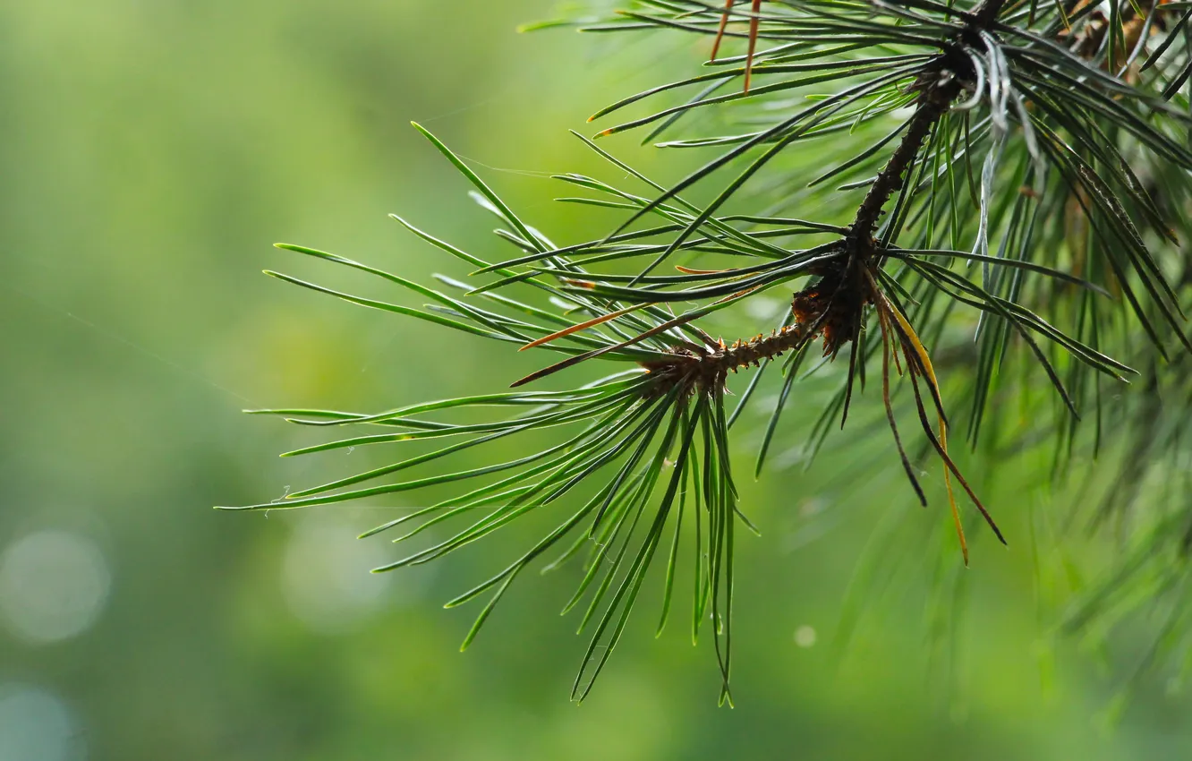 Фото обои tree, pine, twig