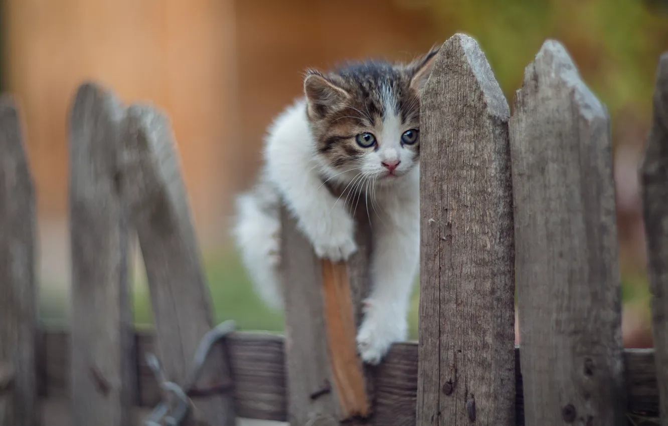 Фото обои природа, животное, забор, детёныш, котёнок, Юрий Коротун