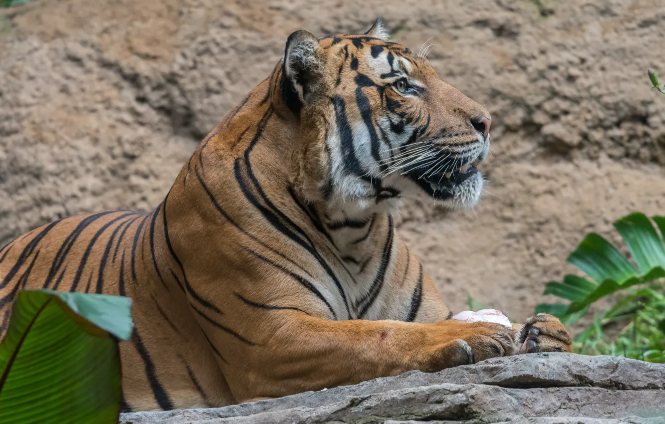Фото обои тигр, хищник, профиль