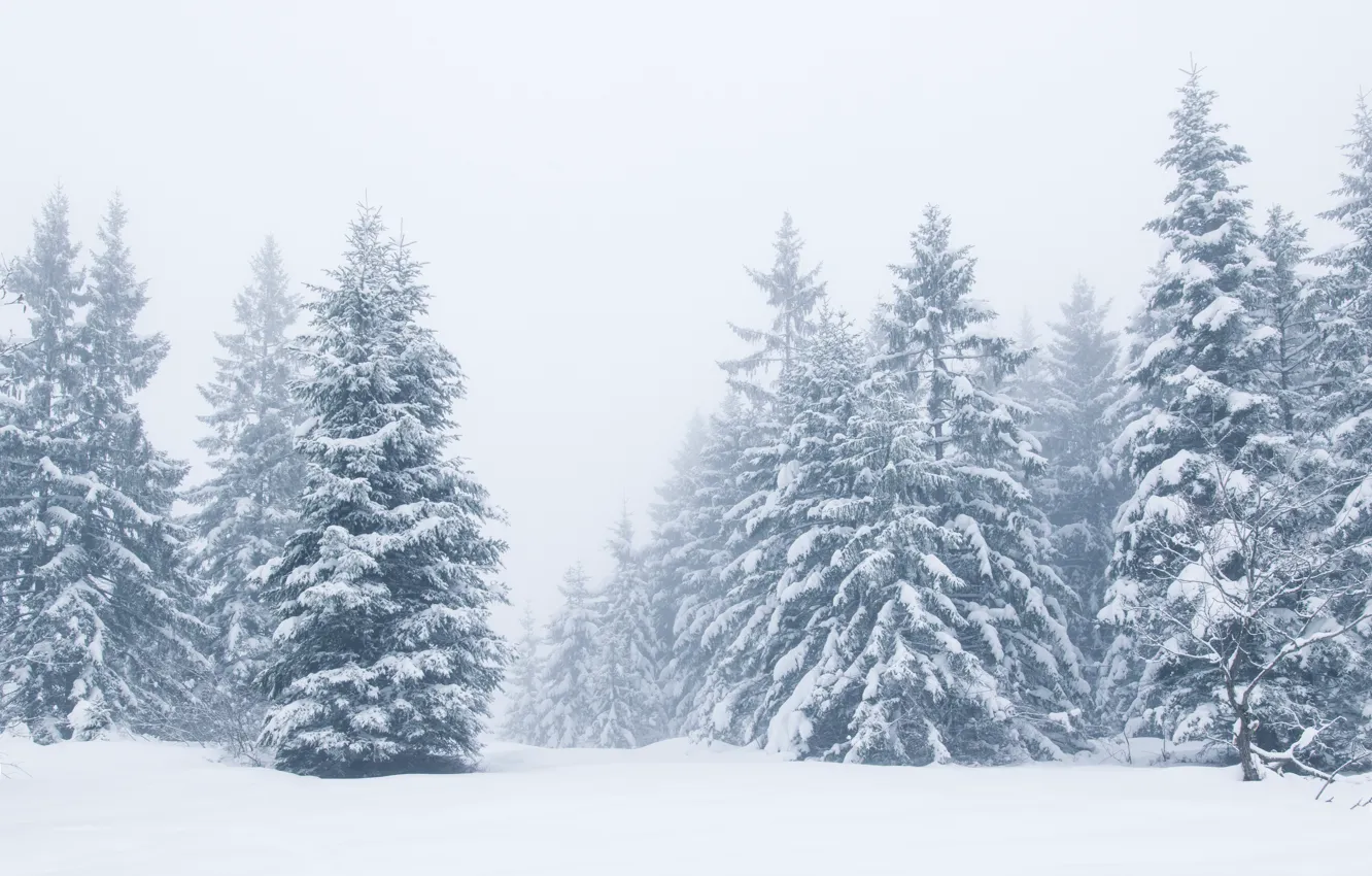 Фото обои зима, снег, деревья, пейзаж, зимний, елки, landscape, beautiful