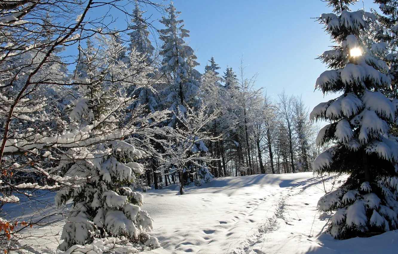 Фото обои зима, снег, деревья, следы, природа, фото, ель