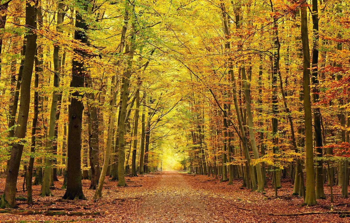 Фото обои дорога, осень, лес, листья, красиво