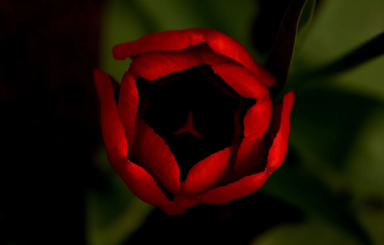 Фото обои макро, цветы, красный, тюльпан, Весна