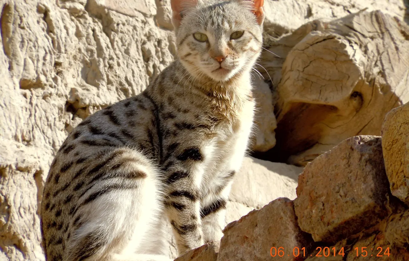 Фото обои wall, cat