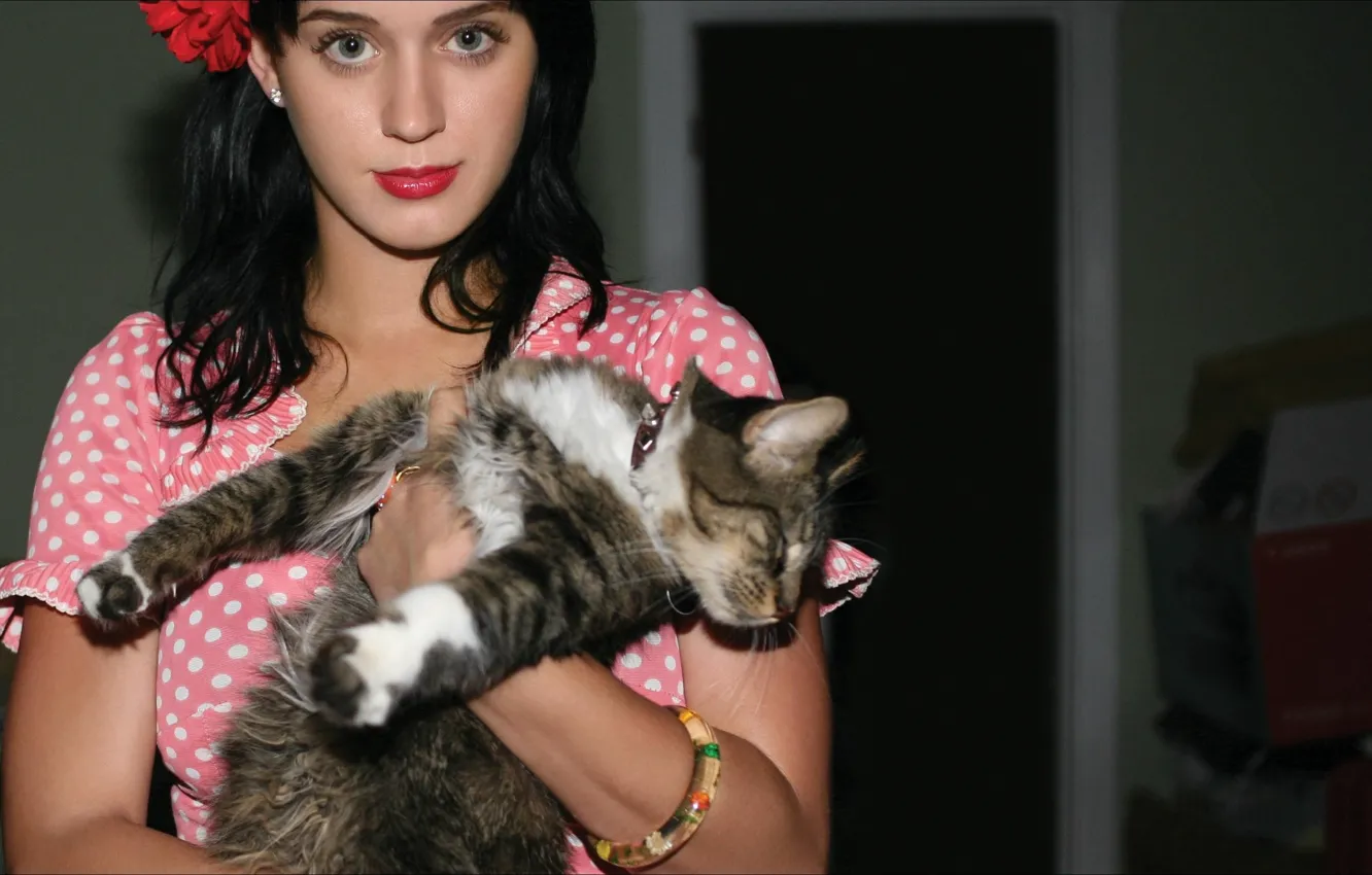 Фото обои Katy Perry, Cats, other