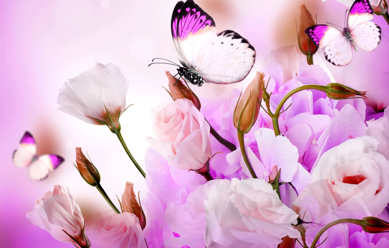 Фото обои цветы, коллаж, бабочка, лепестки
