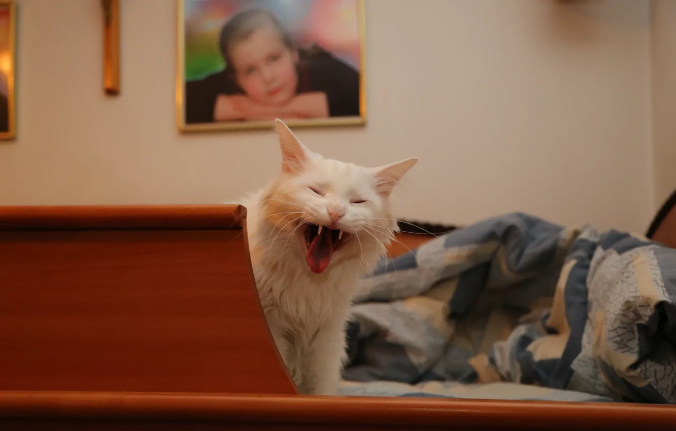 Фото обои кошка, белый, кот, белая ангора
