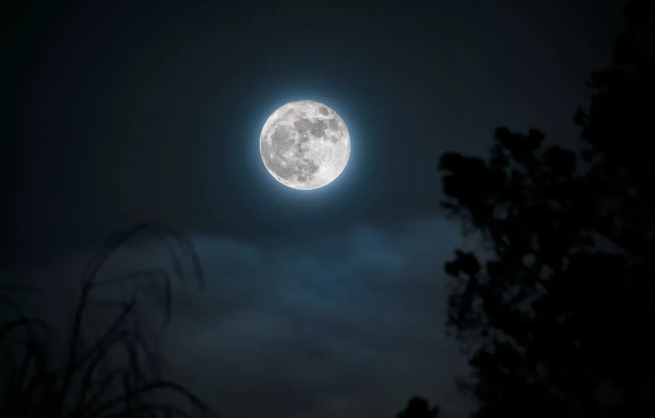 Фото обои небо, облака, ночь, природа, дерево, луна, полнолуние, Douglass Clem