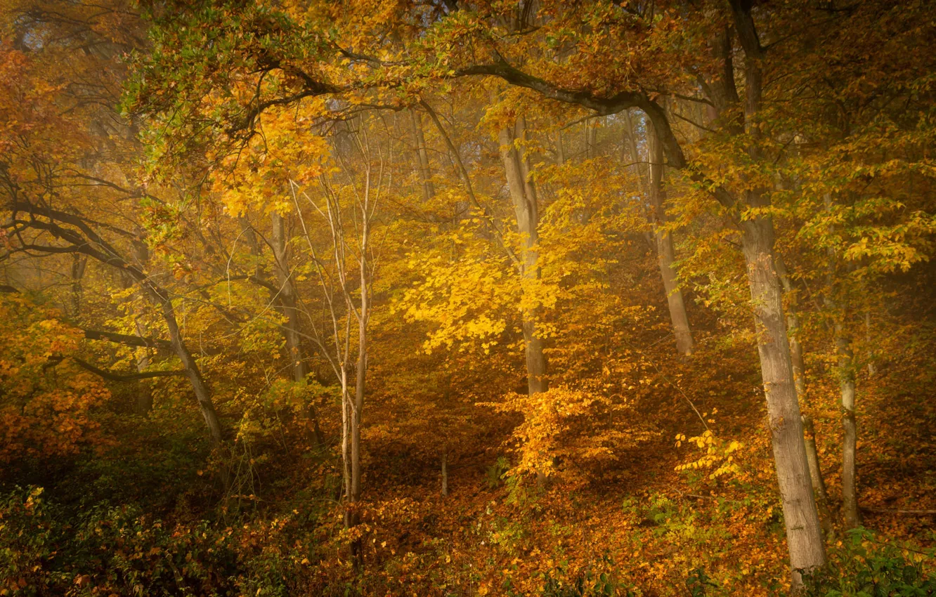 Фото обои осень, лес, золотая осень, желтая листва