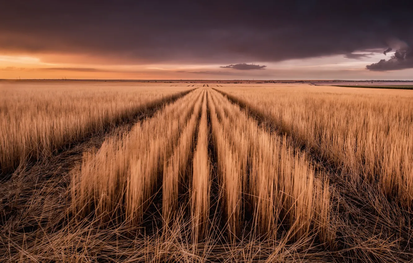 Фото обои поле, закат, природа