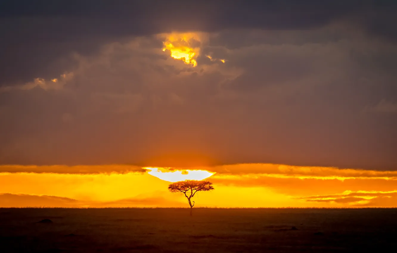 Фото обои дерево, Солнце, саванна, tree, sun, savannah, Jeffrey C. Sink