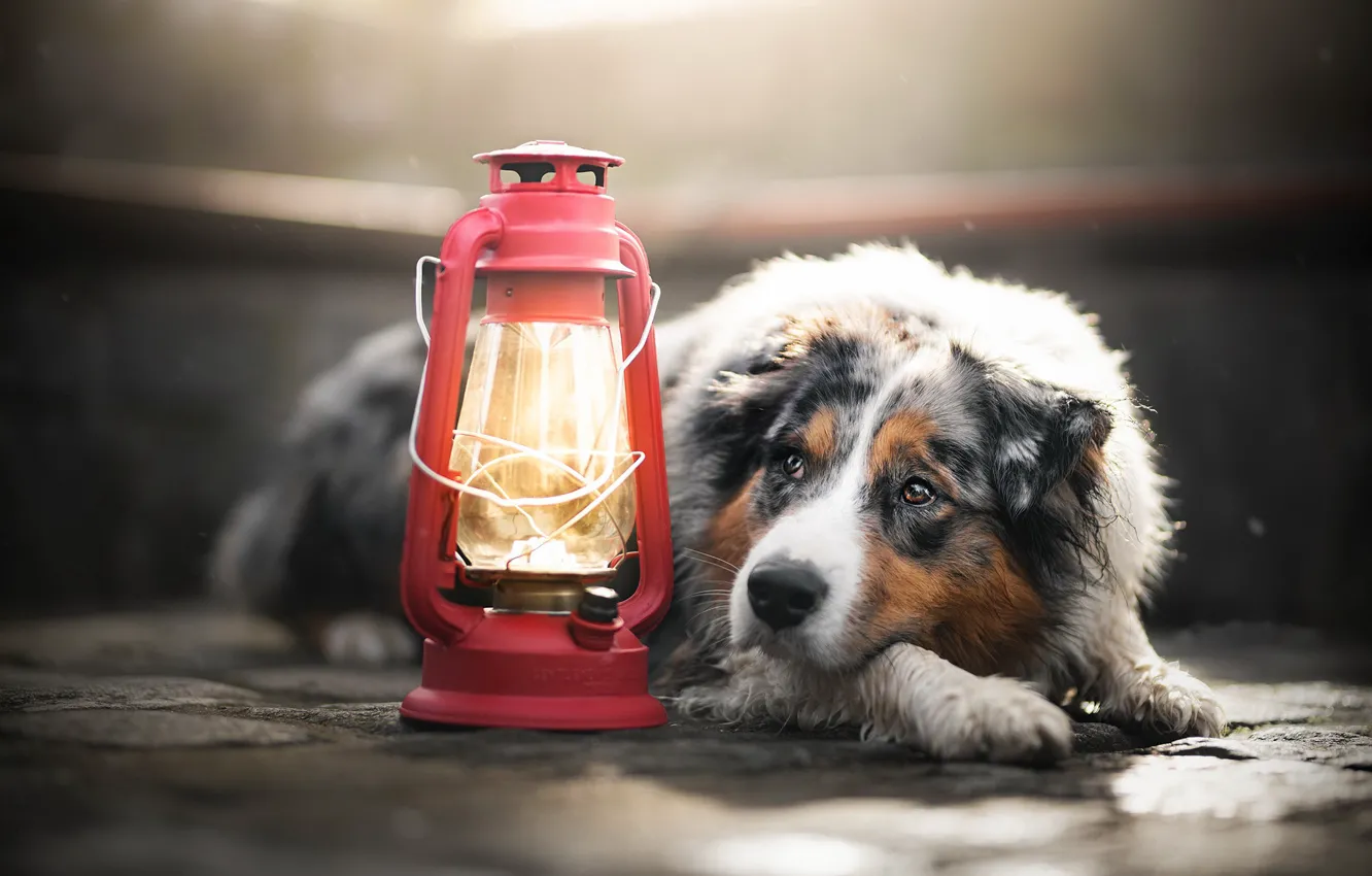 Фото обои друг, лампа, собака