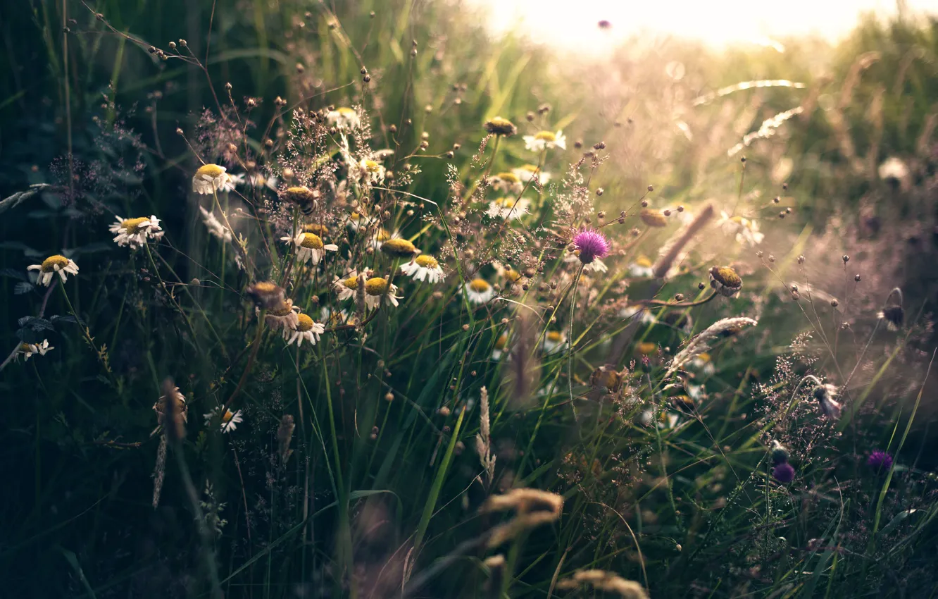 Фото обои лето, трава, полевые цветы