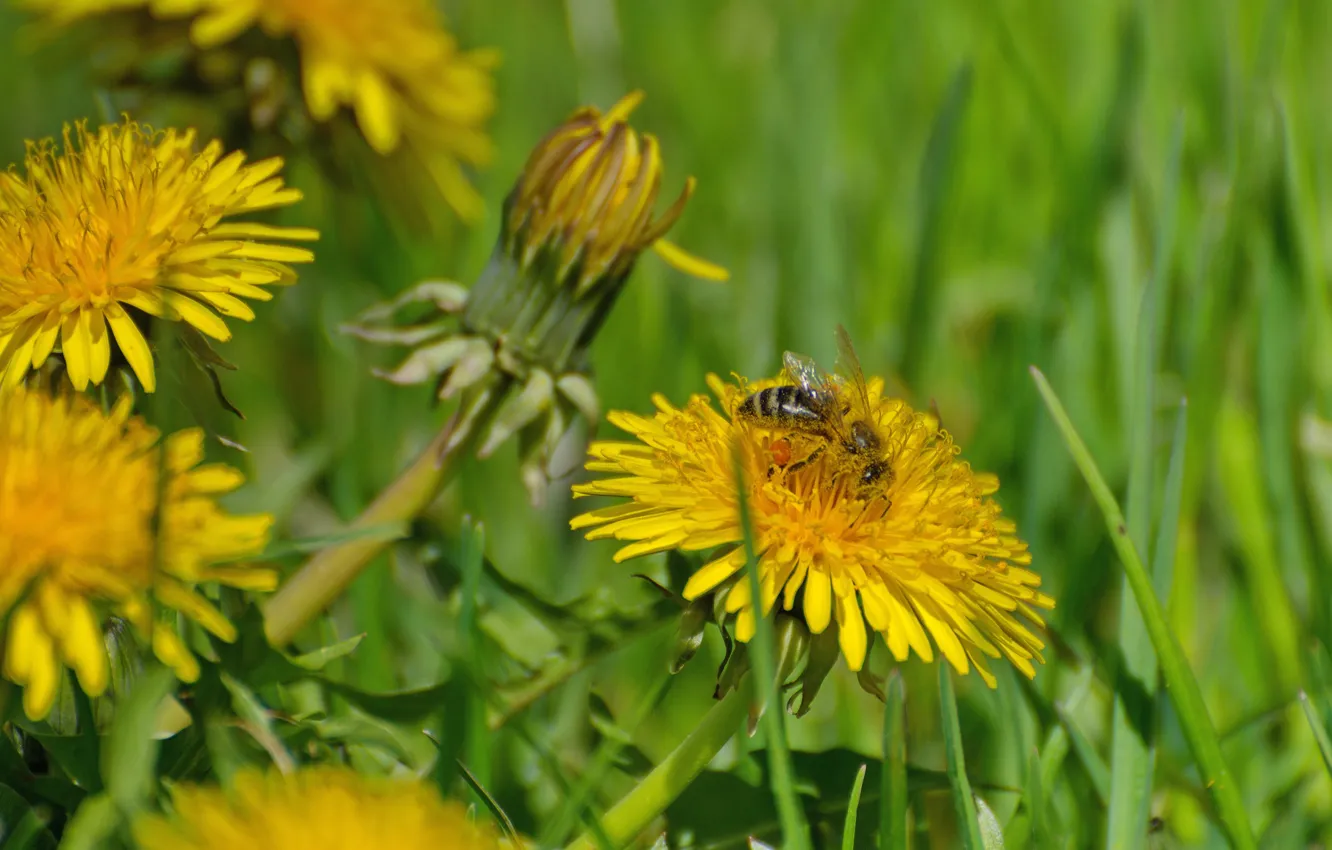 Фото обои макро, цветы, природа, пчела, весна