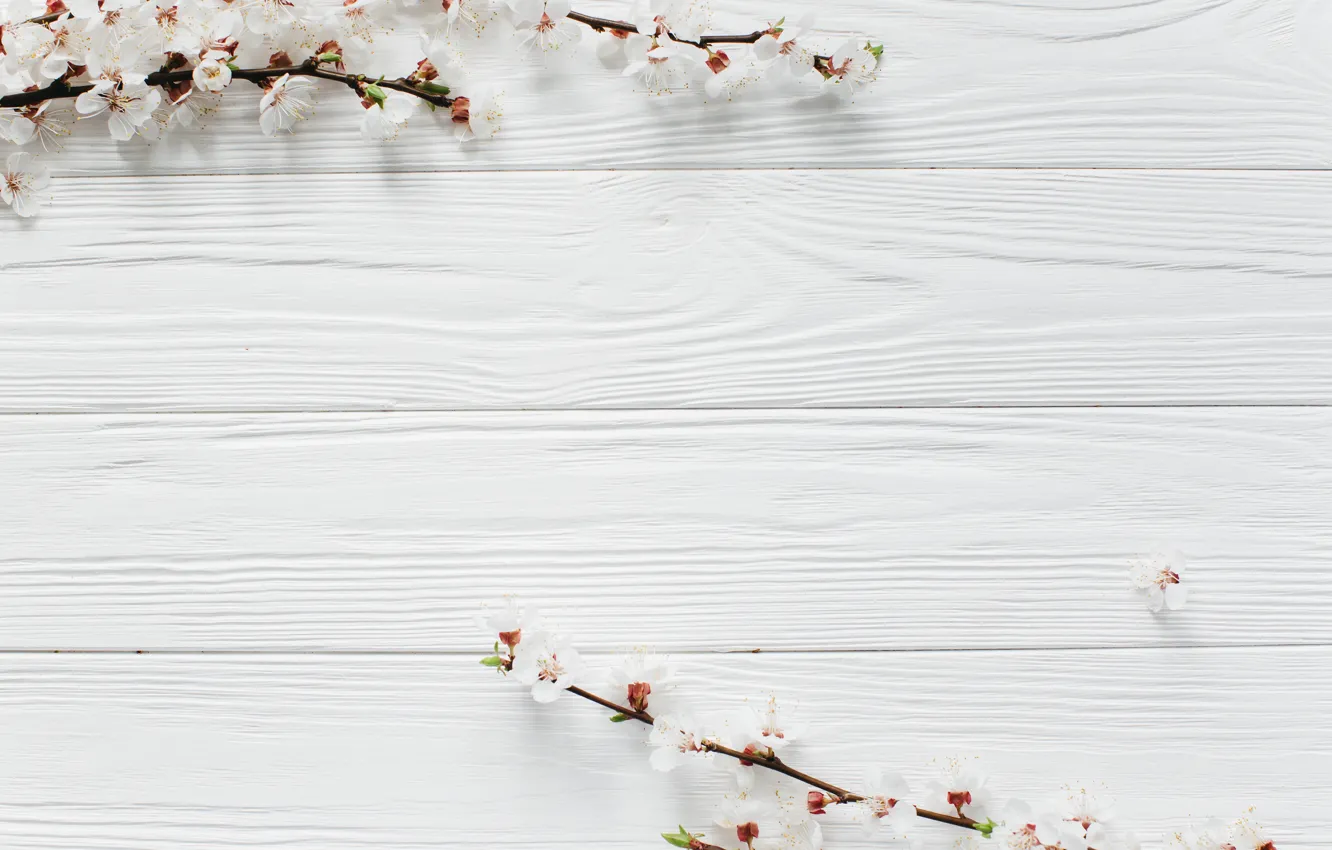 Фото обои цветы, ветки, apple, весна, white, белые, яблоня, wood