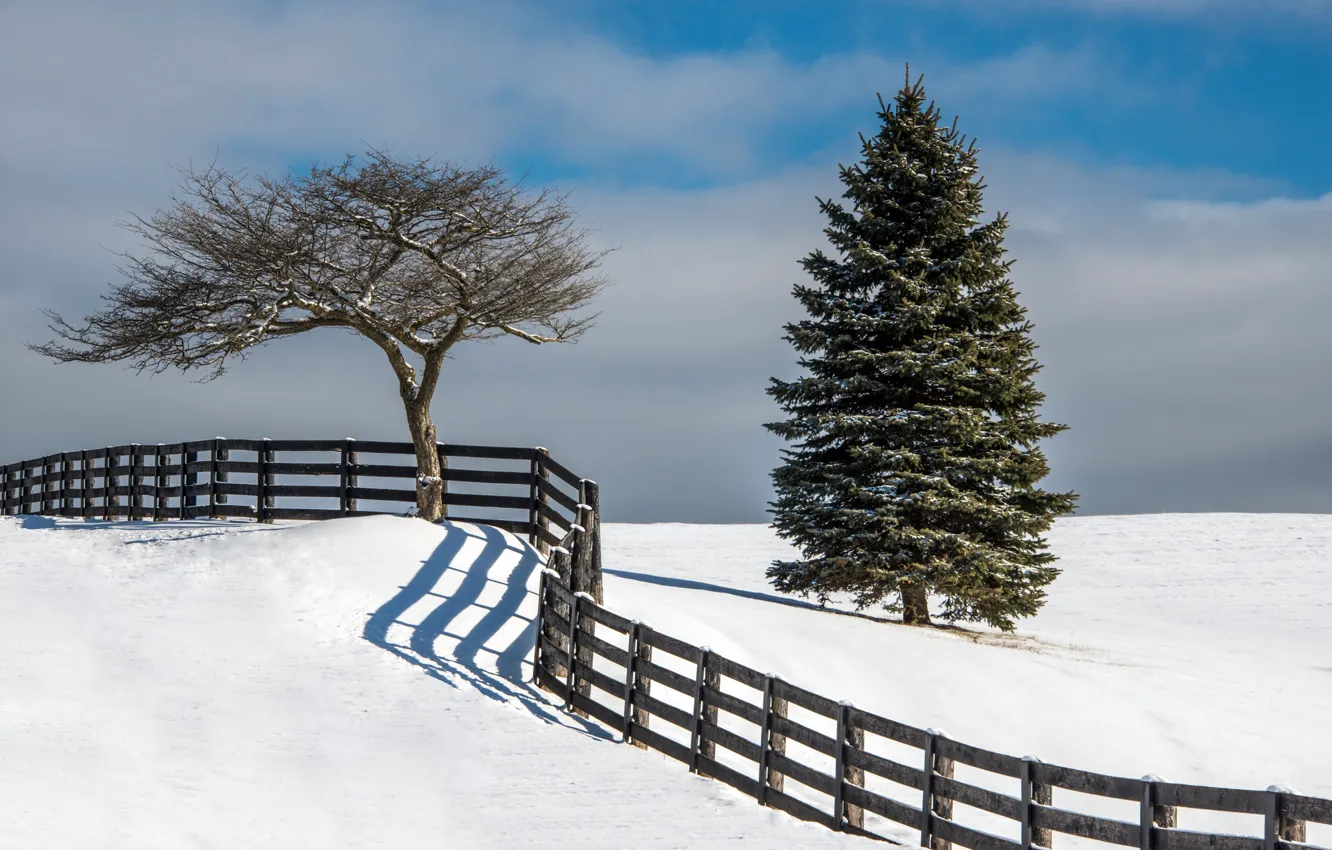 Фото обои зима, снег, дерево, забор, елка