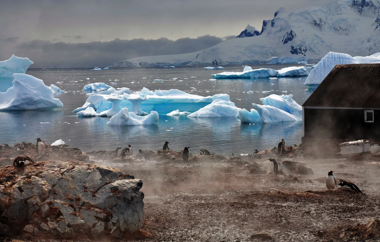 Фото обои вода, туман, дом, атмосфера, Пингвины, ледники
