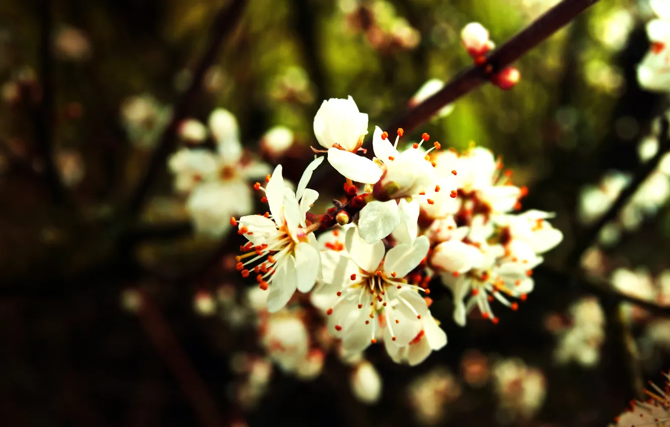 Фото обои цвет, Весна, сад