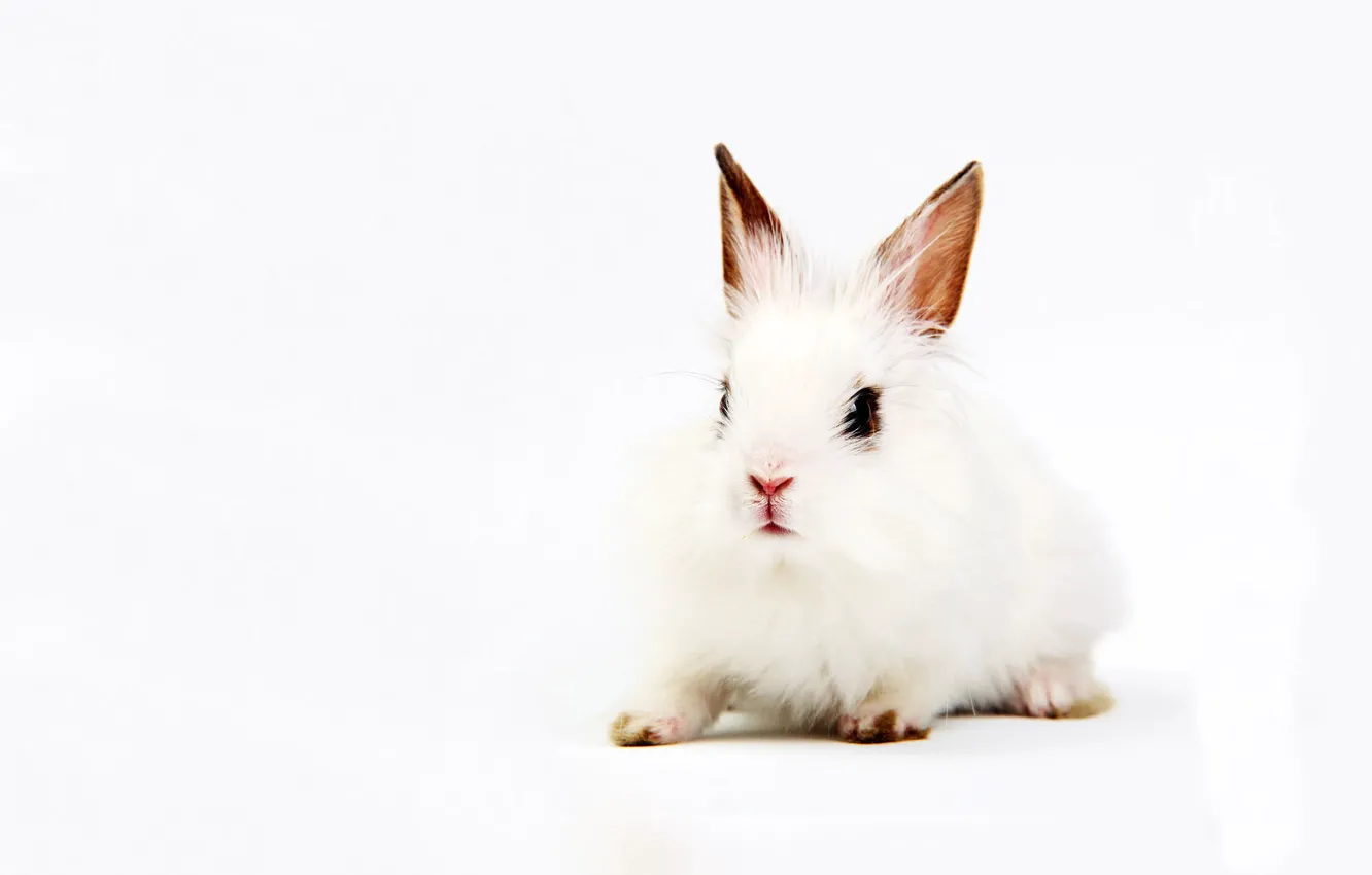 Фото обои белый, фон, кролик, уши