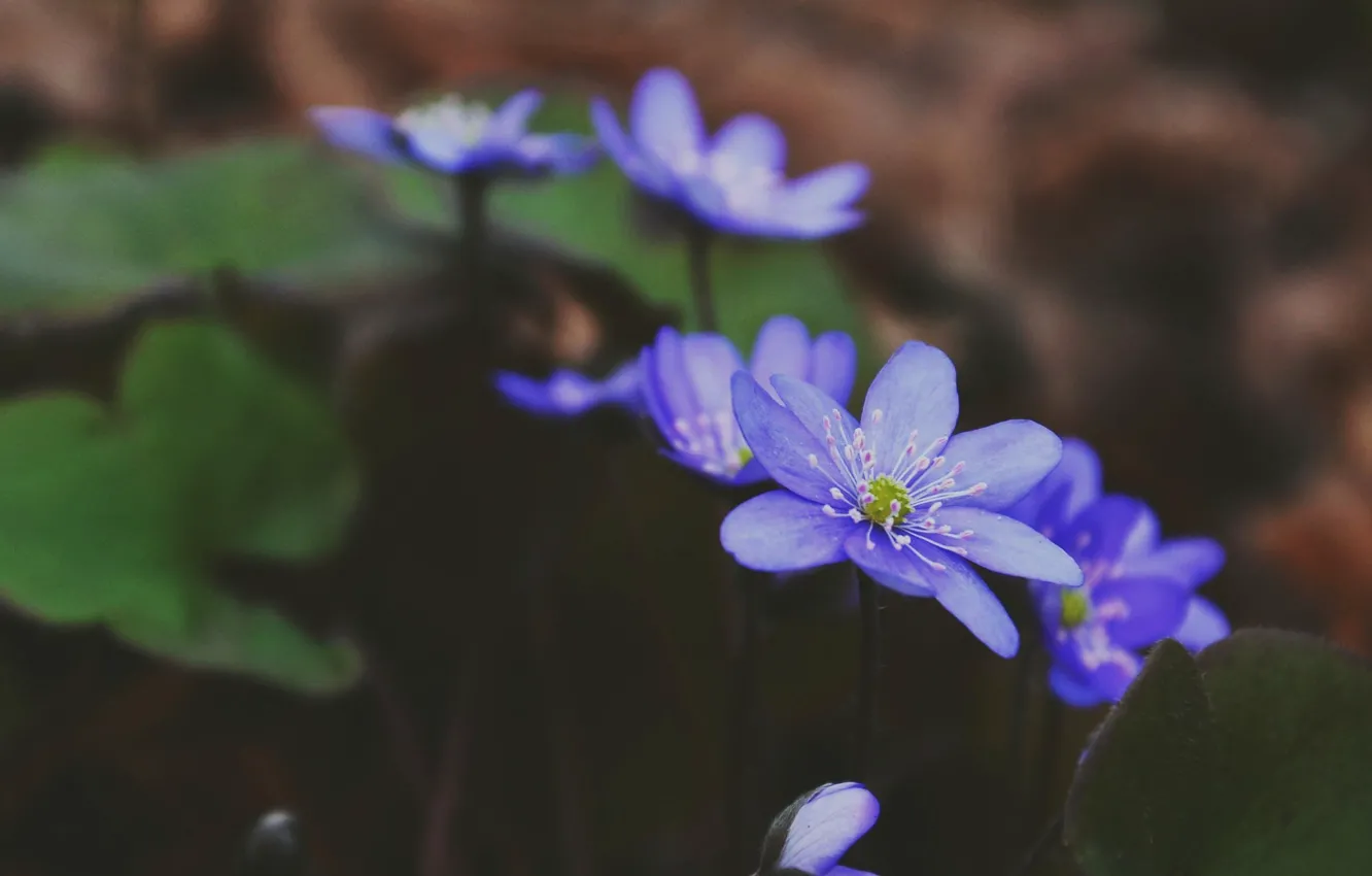 Фото обои цветок, синий, весна, утро, flower, blue, morning, spring