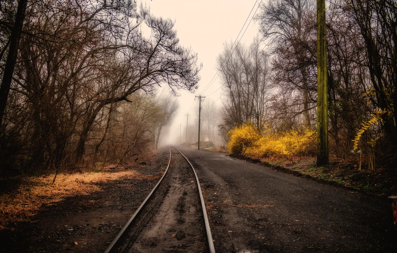 Фото обои дорога, природа, туман