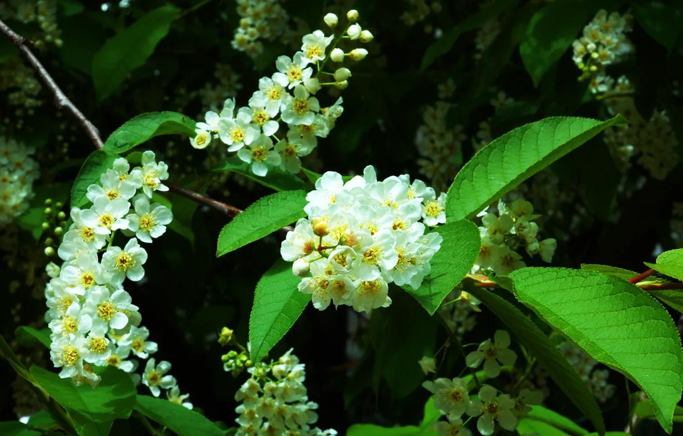 Фото обои весна, цветение, trees, черемуха, Flowering, padus, Prunus