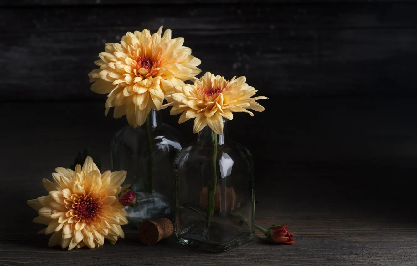 Фото обои цветы, желтые, хризантемы, IRINA BORT