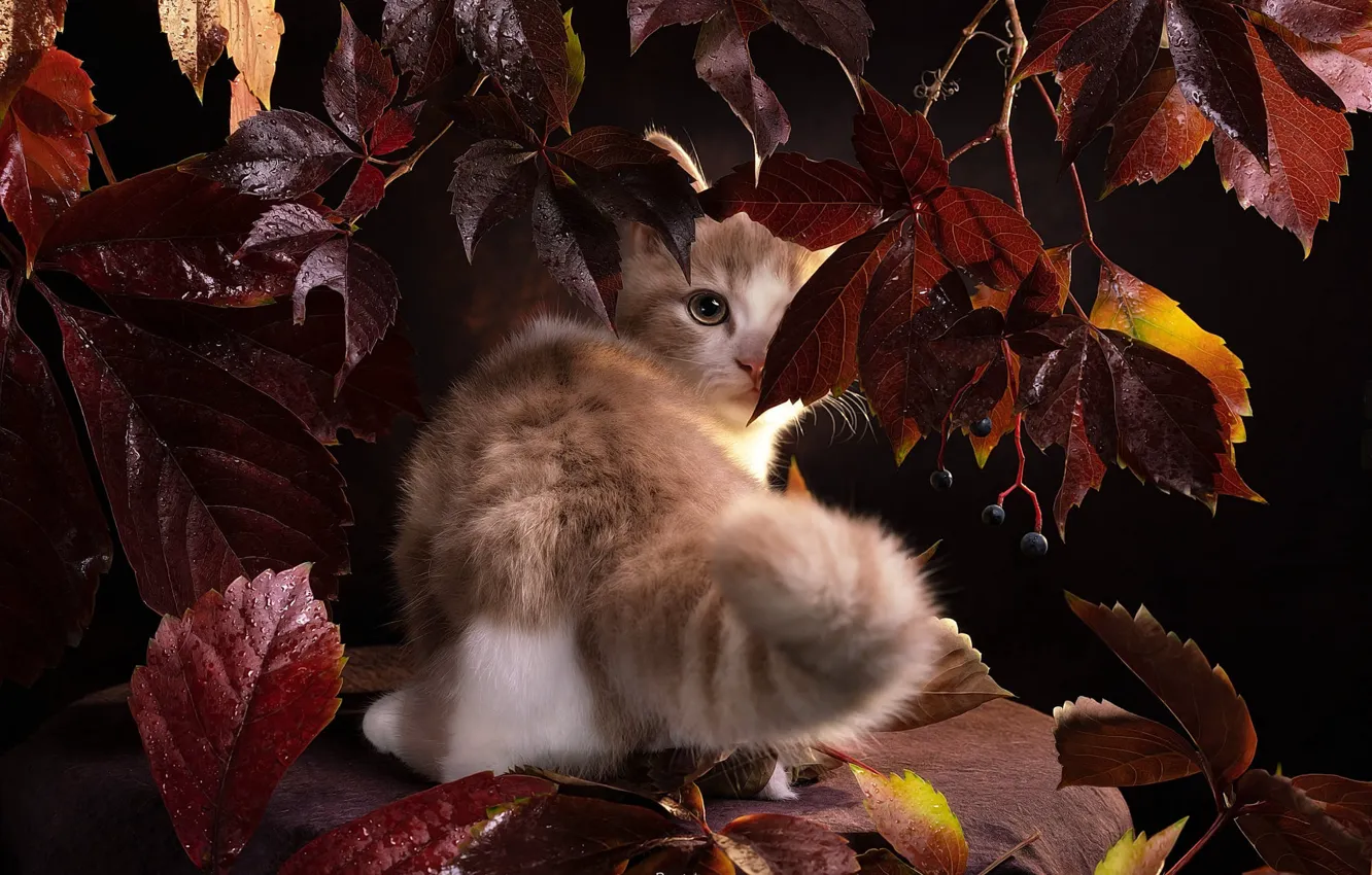 Фото обои кошка, взгляд, листья, капли, поза, котенок, рыжий, плоды