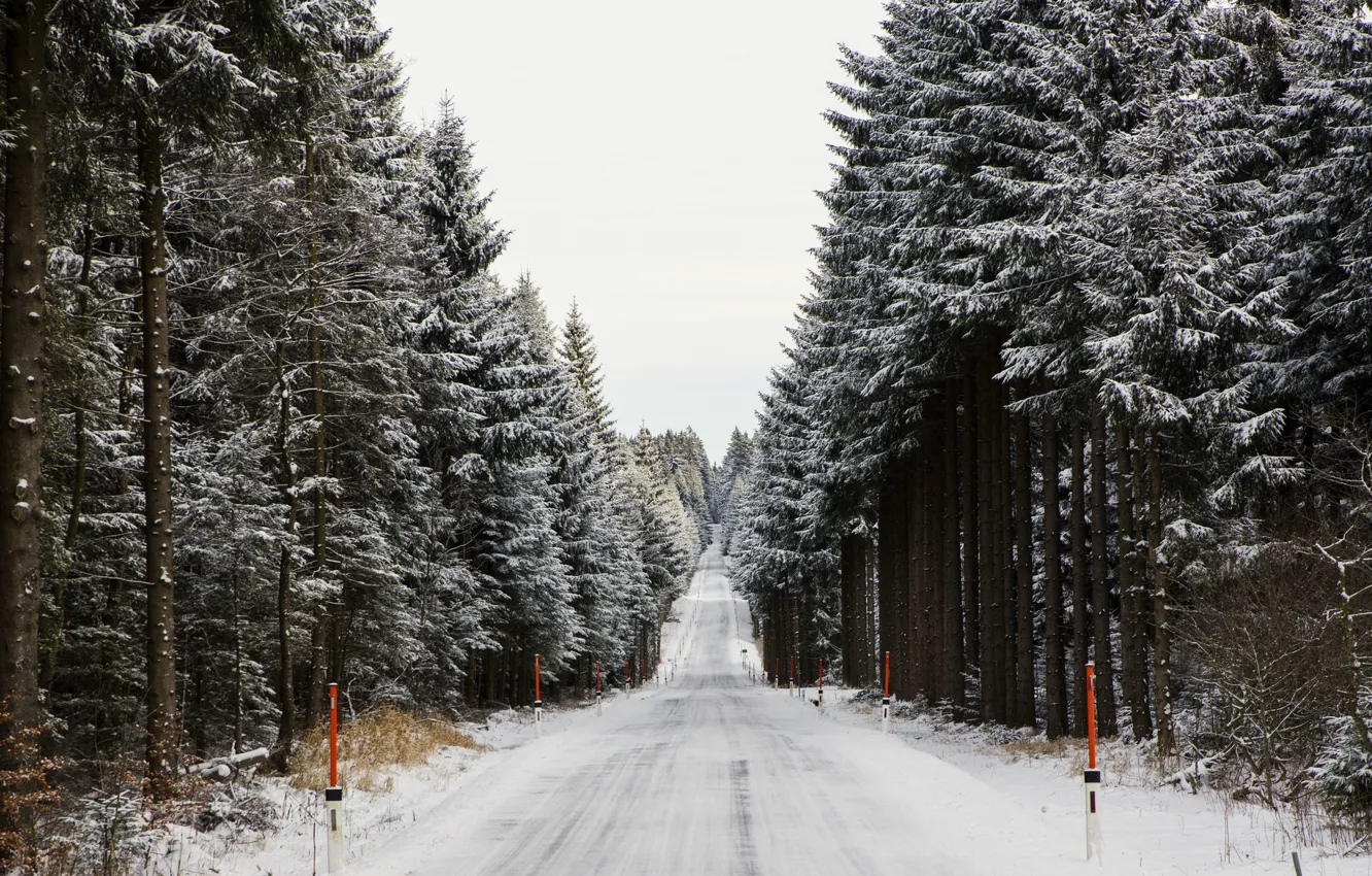 Фото обои зима, дорога, лес