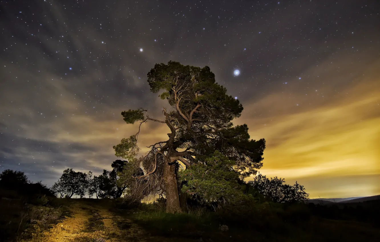 Фото обои ночь, природа, дерево