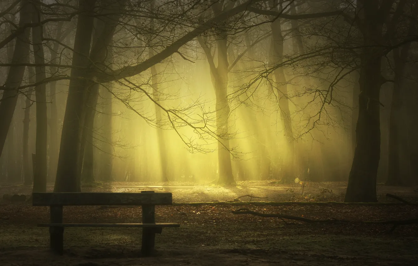 Фото обои лучи, скамейка, туман, парк, park, rays, fog, bench