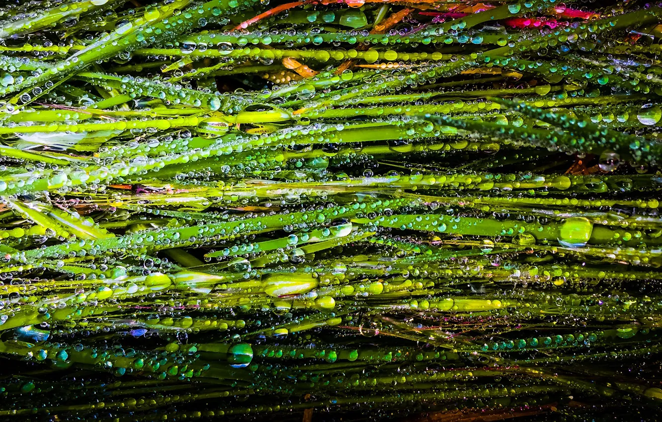 Фото обои трава, капли, зеленый