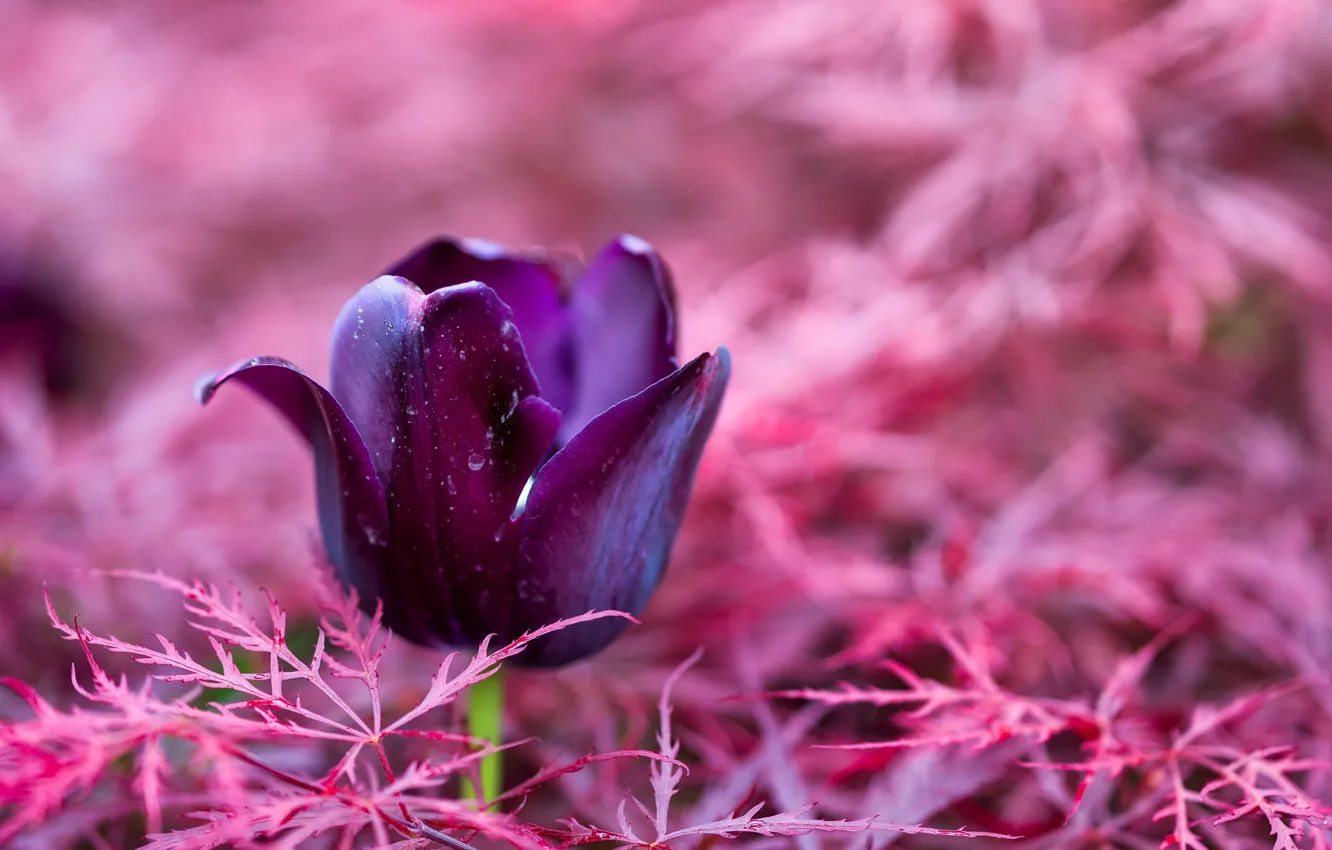 Фото обои макро, тюльпан, Tulpe im Ahorn