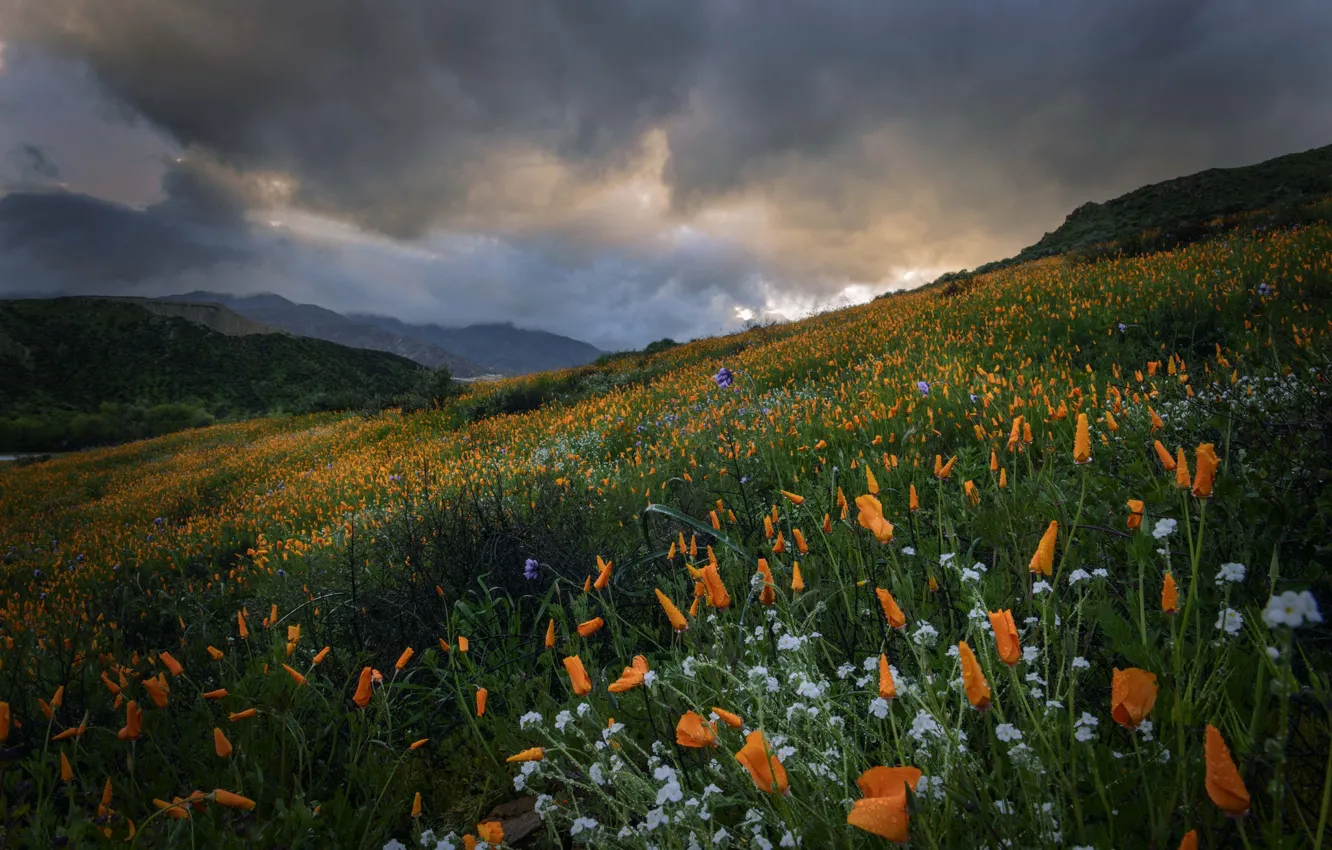 Фото обои цветы, горы, луг, Калифорния, California, эшшольция, калифорнийский мак, Temescal Mountains