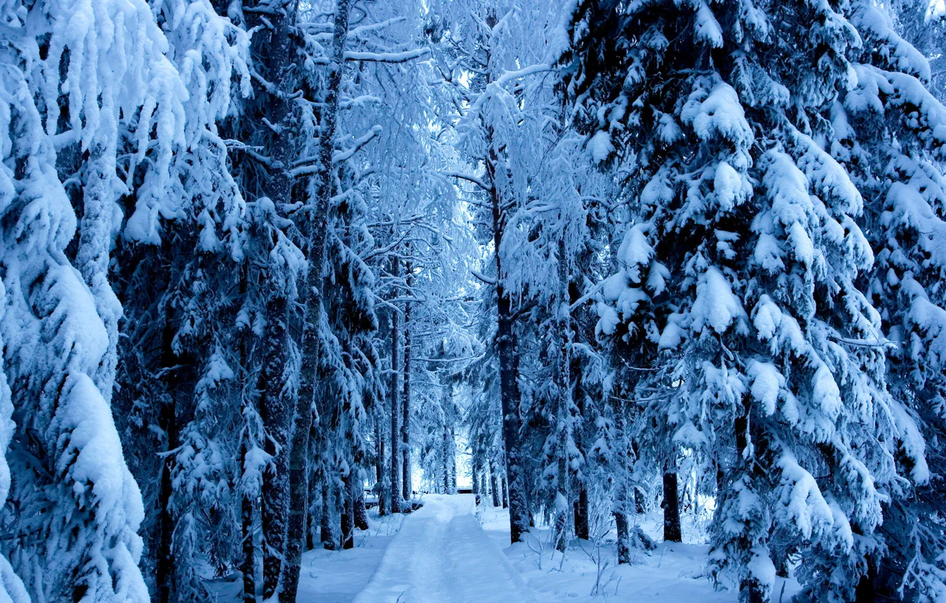 Фото обои зима, дорога, лес, деревья, ели