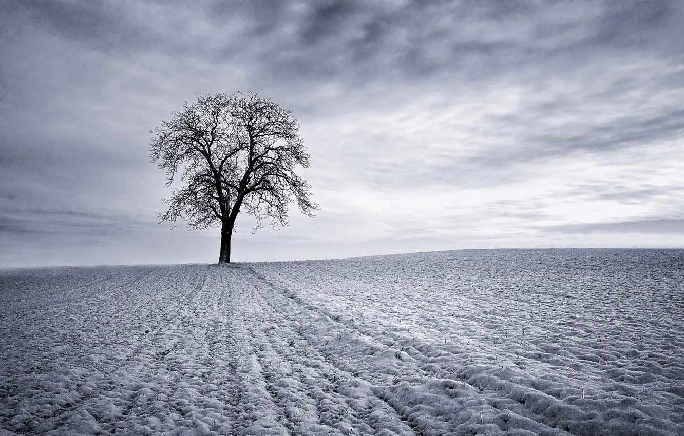 Фото обои зима, поле, небо, снег, дерево