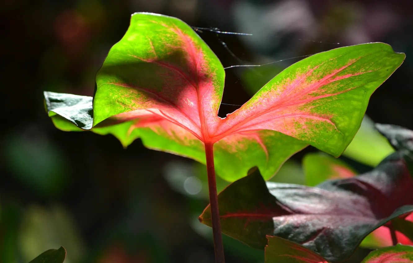 Фото обои природа, лист, растение, паутина