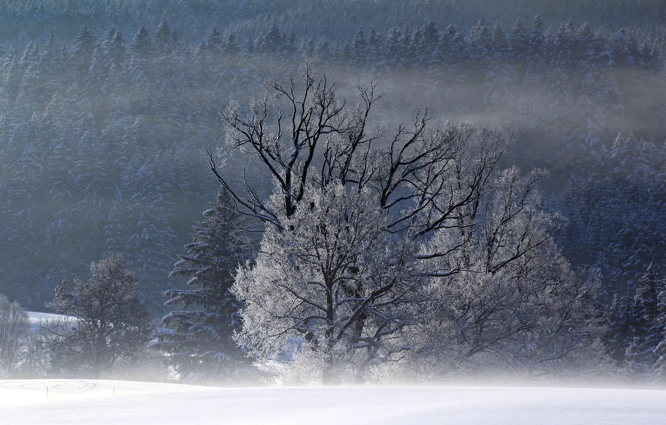 Фото обои зима, поле, деревья, пейзаж, туман