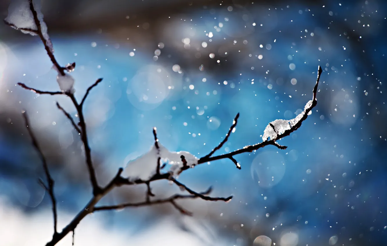 Фото обои зима, макро, снег, ветка, боке