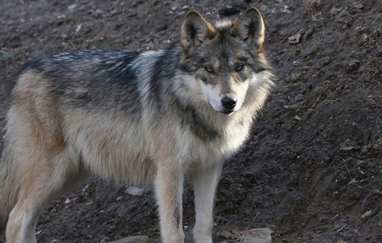 Фото обои nature, snow, predator, face, animal, wolf, wildlife, portrait