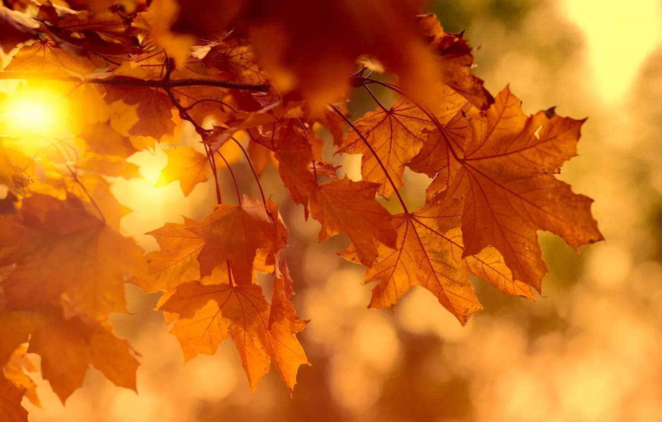 Фото обои осень, листья, солнце, свет, ветки, яркий, природа, фон