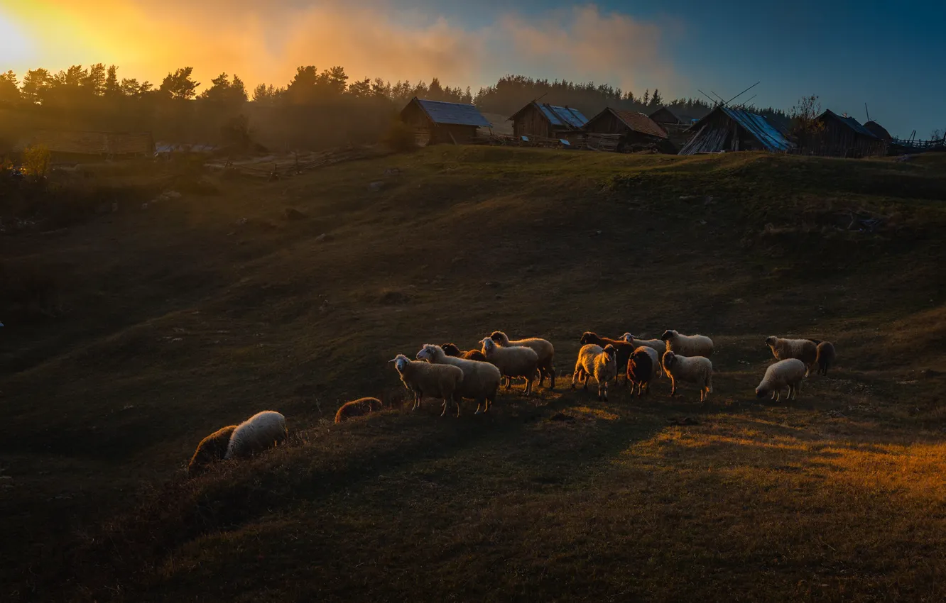 Фото обои закат, овцы, деревня