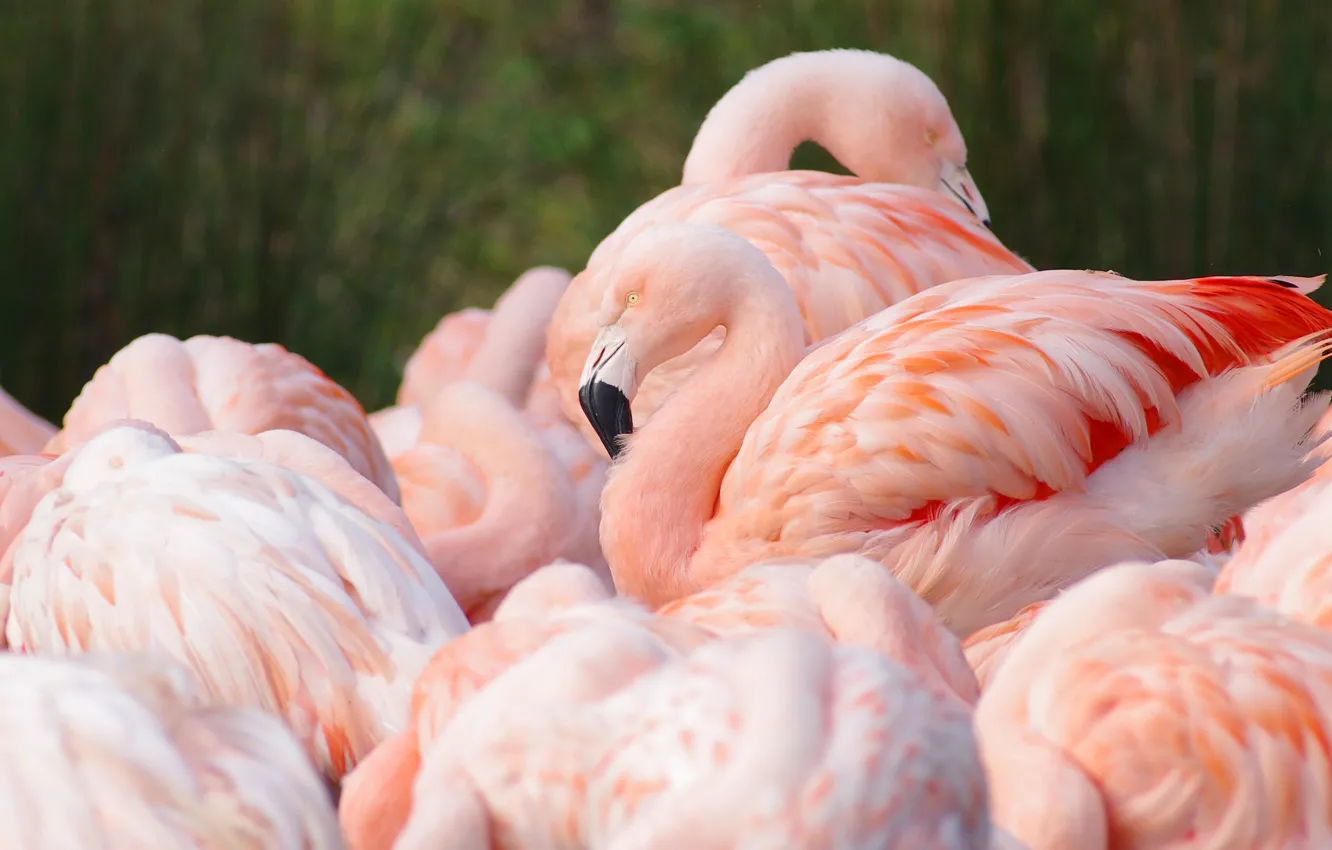 Сонник фламинго много. Обыкновенный фламинго. Фламинго много много. Астраханский заповедник фламинго. Сонник фламинго много.