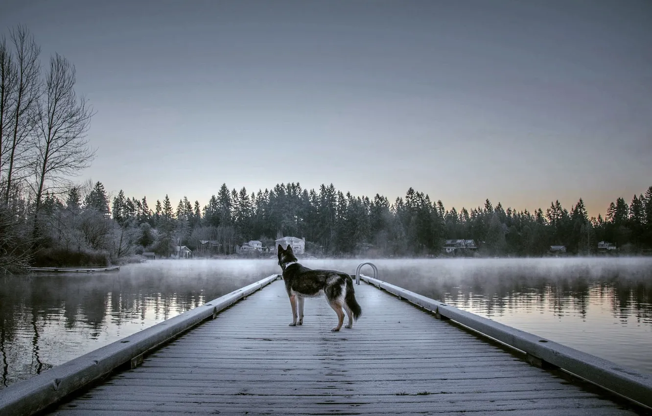 Фото обои туман, озеро, собака