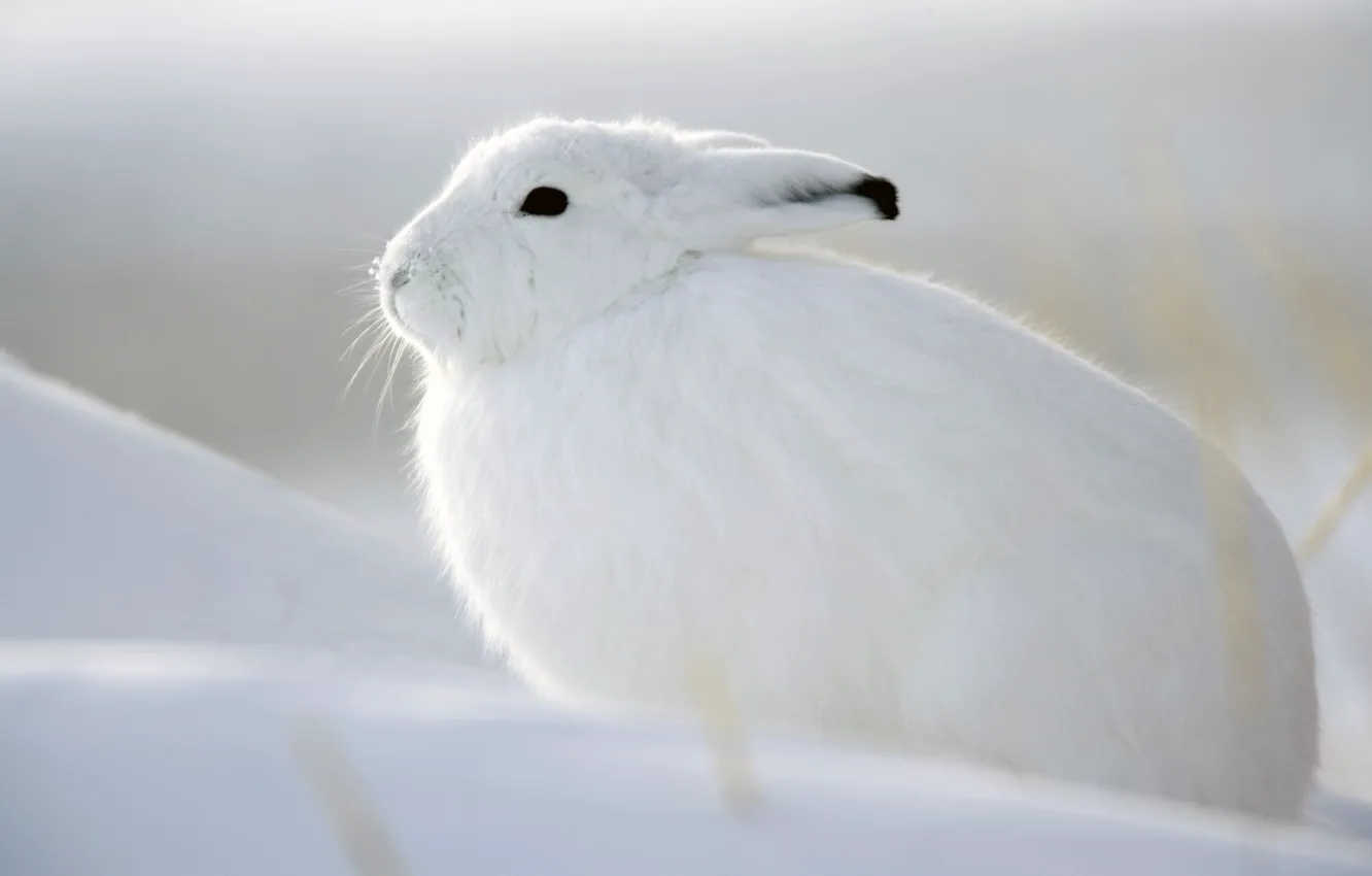 Фото обои зима, белый, снег, заяц, беляк