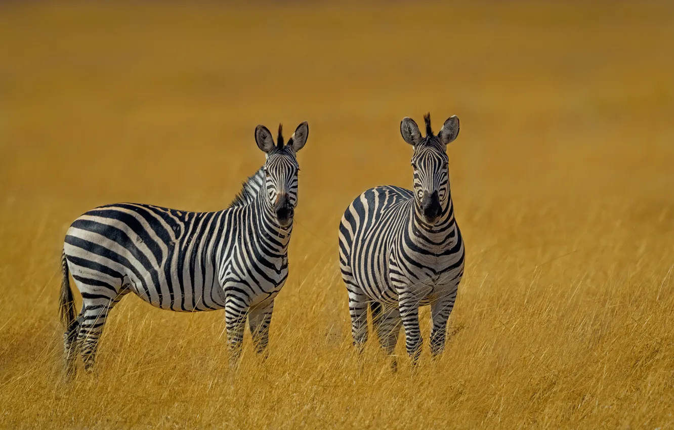 Фото обои трава, парочка, зебры