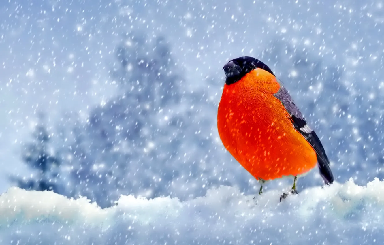 Фото обои снег, птица, Зима, перья, снегирь